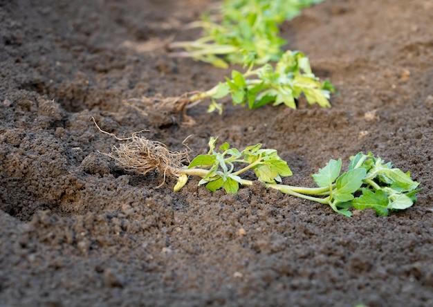 Plántulas de tomate con buenas raíces listas para plantar en el jardín