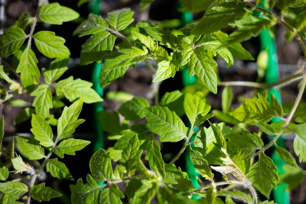 Foto plántulas de tomate en cajas bajo la luz del sol cuidado de plantas de horticultura