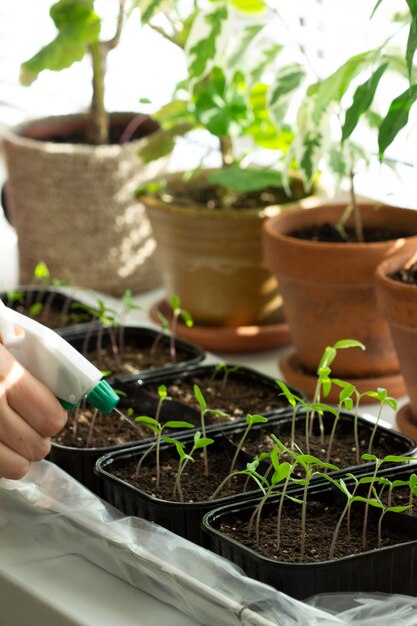 Plántulas de tomate de cosecha propia. La mujer está regando las plántulas. Enfoque selectivo.