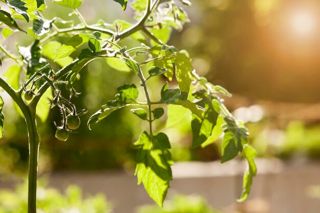 Plántulas de tomate fuera del concepto de cultivo de tomates de jardinería Cerrar Plántulas de tomate frescas jóvenes