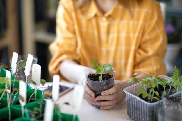 Plántulas de tomate jóvenes y fuertes en manos de mujeres