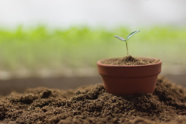 Plántulas de tomate en una maceta Jardinería orgánica