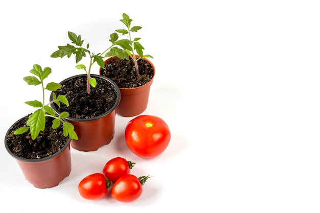 Plántulas de tomate en una olla y frutos de tomate sobre un fondo blanco., Espacio para texto.