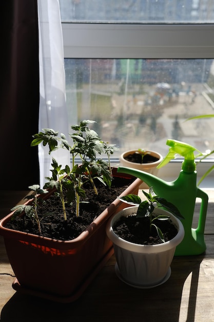 Plántulas de tomate y pimiento en el alféizar de la ventana Cuidado y riego de plántulas en una olla