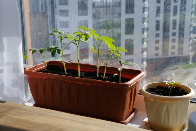 Plántulas de tomate y pimiento en el alféizar de la ventana Cultivo de hortalizas en casa