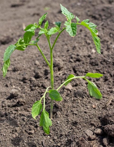 Plántulas de tomate plantadas en cultivo de suelo y cultivo de tomates en terreno abierto en el campo