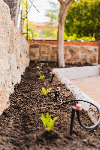 plántulas de tomate que crecen en el suelo en Orchard