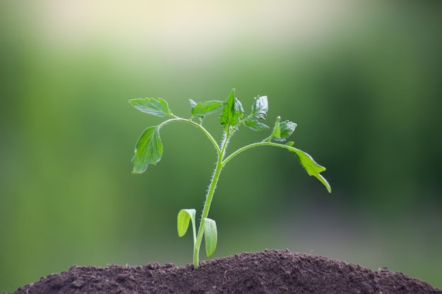 Plántulas de tomate recién plantadas en el suelo Planta joven sobre un fondo verde borroso