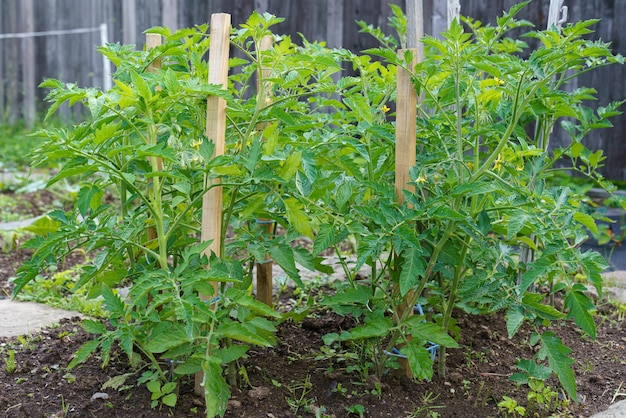 Plántulas de tomate en el suelo