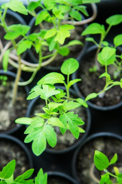 Plántulas de tomate en tazas en la ventana Enfoque selectivo naturaleza naturaleza