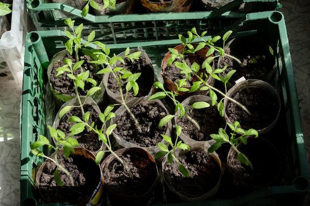 Plántulas con tomates en casa sobre la mesa plántulas en casa sobre la mesa Preparándose para la temporada de verano en el jardín