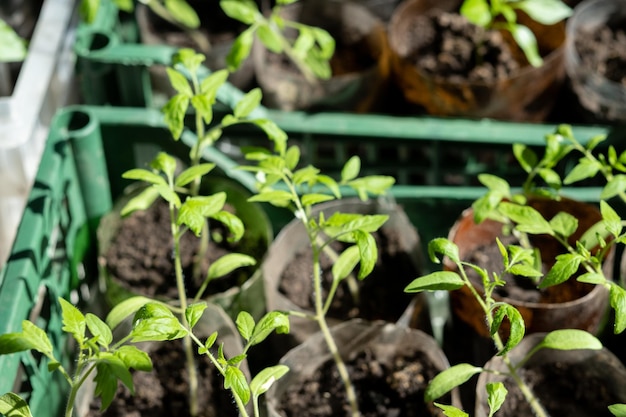 Plántulas con tomates en casa sobre la mesa plántulas en casa sobre la mesa Preparándose para la temporada de verano en el jardín