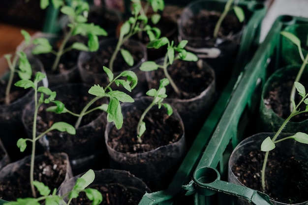 Plántulas con tomates en casa sobre la mesa.