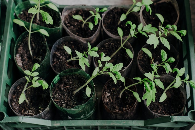 Plántulas con tomates en casa sobre la mesa.