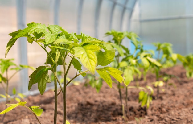 Plántulas de tomates plantados en un invernadero en primavera Cultivo de tomates de alimentación en un invernadero