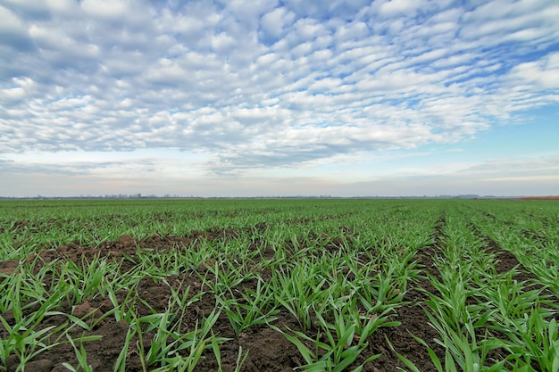 Plántulas de trigo y cielo azul. Trigo joven en campo.