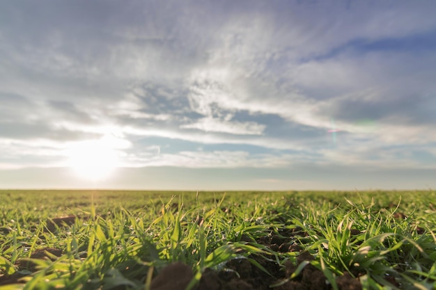 Plántulas de trigo creciendo en un campo Trigo verde joven