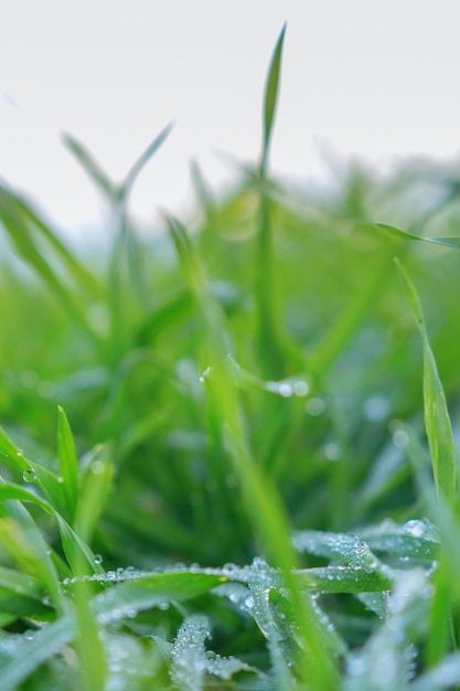 Plántulas de trigo jóvenes que crecen en un campo. Plántulas de trigo verde que crecen en el suelo.