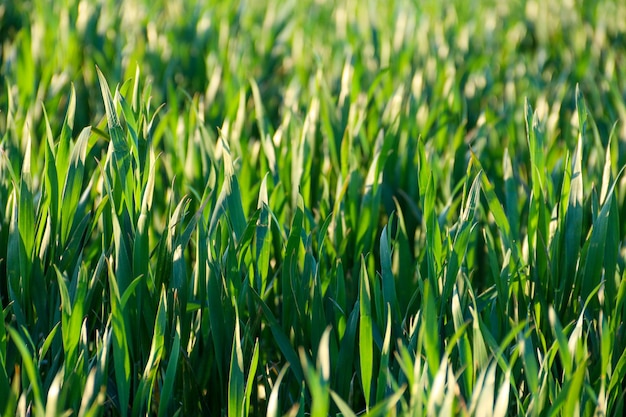 Plántulas de trigo jóvenes que crecen en un campo Trigo verde que crece en el suelo