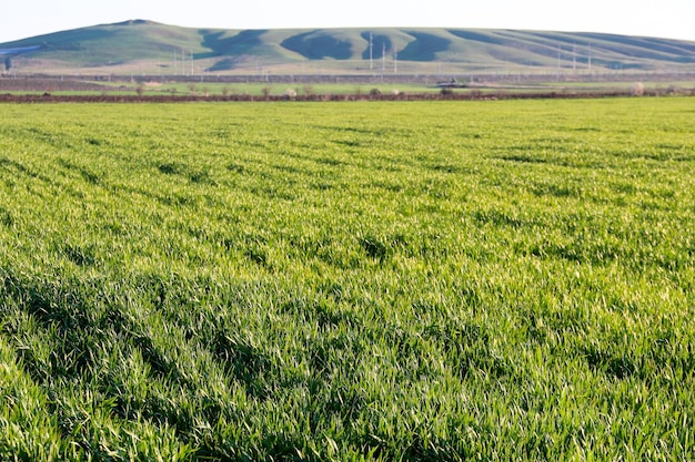 Plántulas de trigo jóvenes que crecen en un campo Trigo verde que crece en el suelo