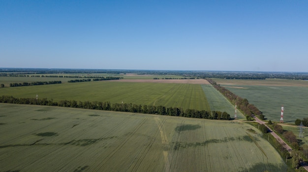 Plántulas de trigo jóvenes que crecen en un campo Vista aérea.