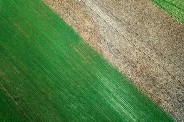 Plántulas de trigo jóvenes que crecen en un campo Vista aérea.