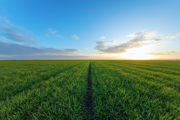 Las plántulas de trigo jóvenes que crecen en un campo