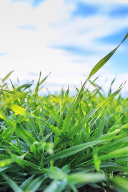 Las plántulas de trigo jóvenes que crecen en un campo