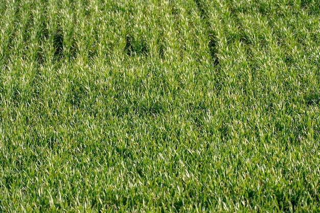 Plántulas de trigo jóvenes que crecen en un suelo Brotes verdes de trigo de invierno joven a finales de otoño en un campo soleado de granja Rastros de equipo de cosecha en un campo rural