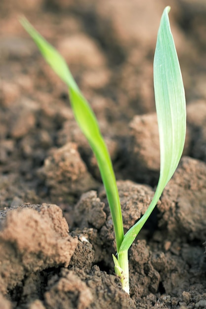 Plántulas de trigo de primavera. concepto de crecimiento. Brote joven en primavera.