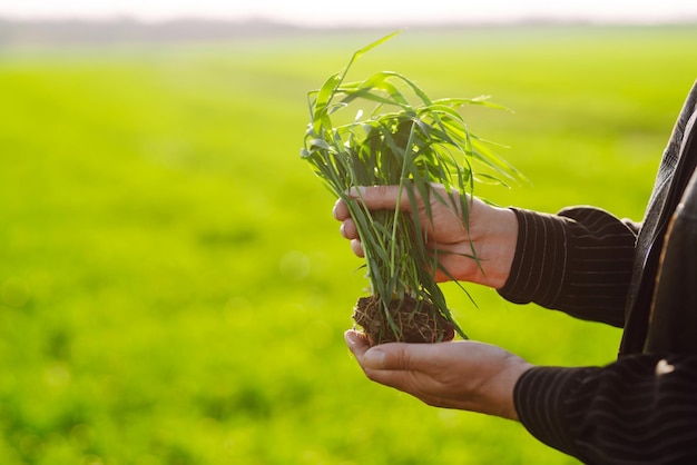 Plántulas de trigo verde joven en manos de un agricultor