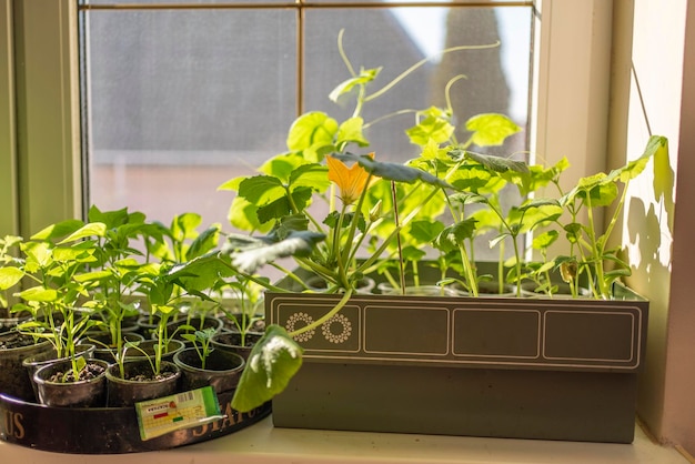 Plántulas en ventanas en casa cultivando verduras en casa