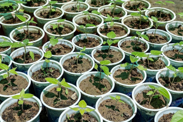 Plántulas verdes jóvenes de plantas de árboles de tomate tamarillo closeup