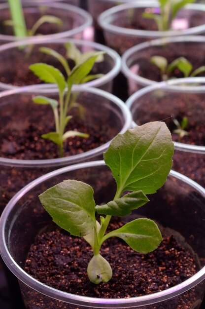 Plántulas verdes jóvenes en vasos de plástico con tierra.