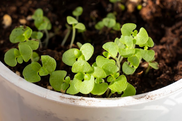 Plántulas verdes de rábano a principios de primavera