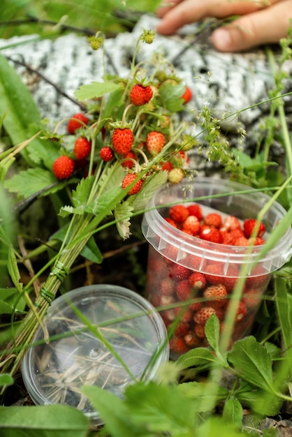 Plastikbecher gefüllt mit reifen roten Walderdbeeren und Erdbeerzweigen, die im Wald pflücken
