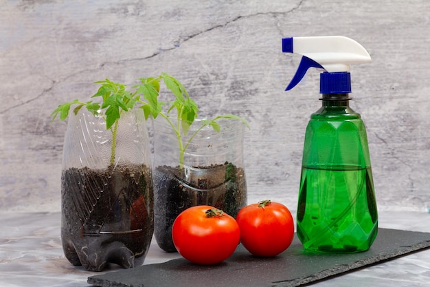Plastikdosen mit grünem Tomatensämling und Flasche Wasser
