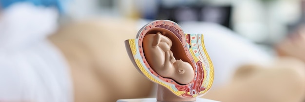 Plastikmodell eines Embryos im Mutterleib auf dem Arzttisch