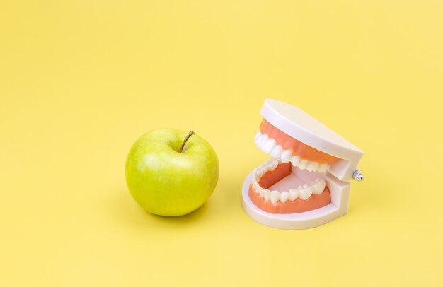 Plastikmodell eines menschlichen Kiefers und eines Apfels