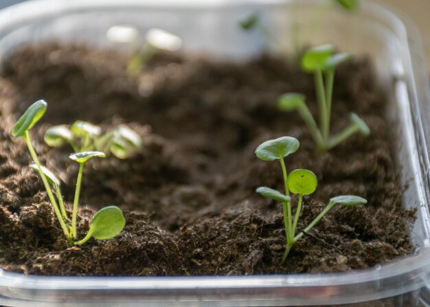 Plastikpflanzenkisten mit Erde und den ersten Blütenknospen verschwommener Hintergrundpflanze, die im Frühling für den Garten Frühling wächst