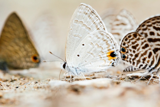 Plata no me olvides mariposa o Catochrysops panormus