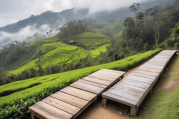 Foto plataforma de madeira ao lado de uma plantação de chá na vista matinal de cameron highland, na malásia