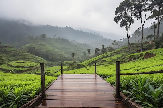 Foto plataforma de madeira ao lado de uma plantação de chá na vista matinal de cameron highland, na malásia