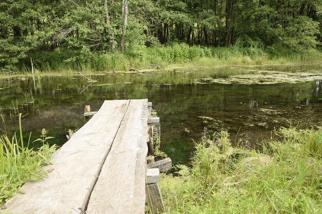 Plataforma de madera vieja en el río del bosque