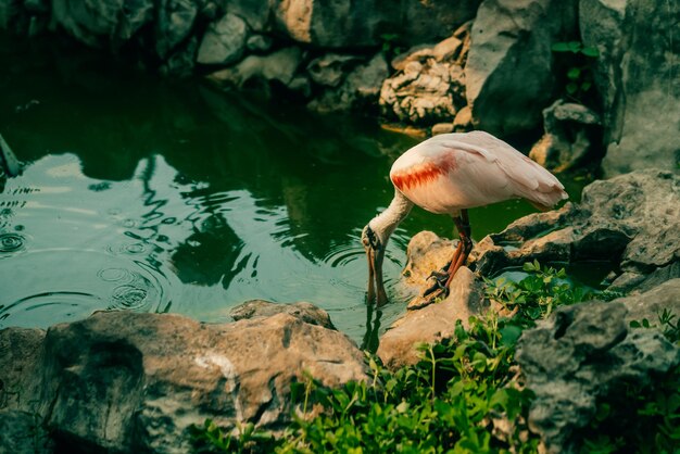 Foto platalea ajajastanding perto da água