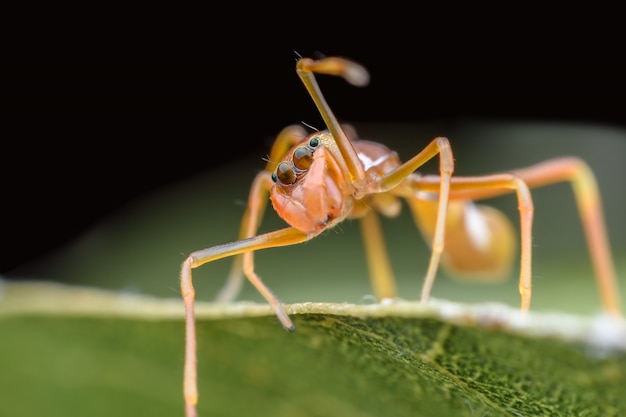 Plataleoides de Myrmaplata fêmea ou aranha saltadora imita o Kerengga