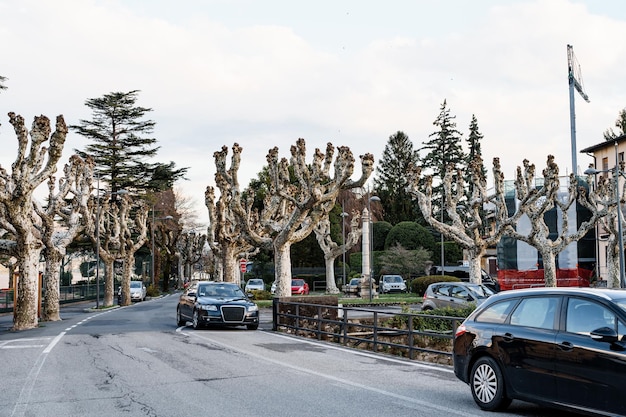 Platane Allee in Menaggio Como Italien