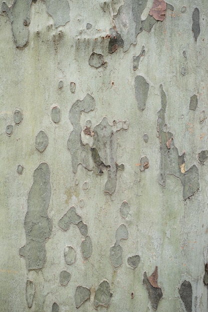 Platanenrinde schält sich ab Eine Rinde eines Platanus mit verschiedenen Farben von Braungrau und Beige