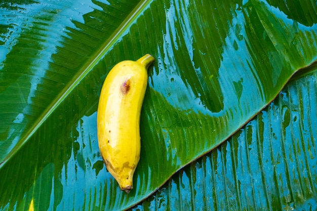 Plátano amarillo maduro en una hoja de plátano mojado.