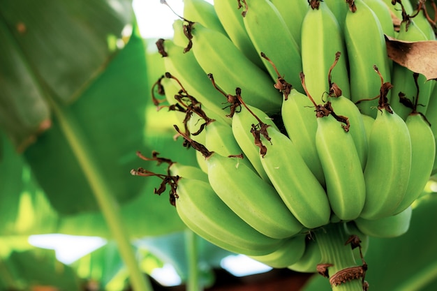 Plátano en árbol con textura.